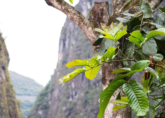 Tree House Machu Picchu