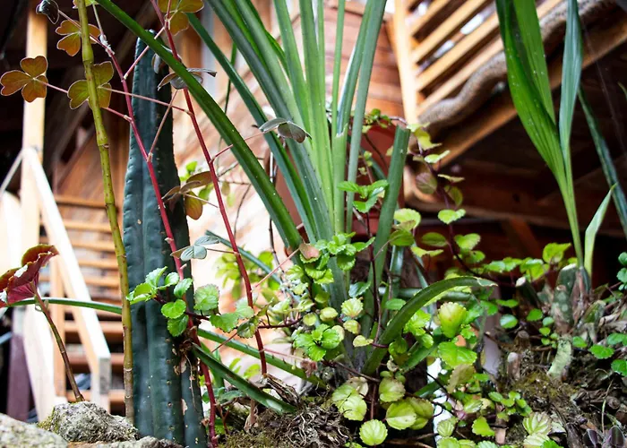Tree House * Machu Picchu